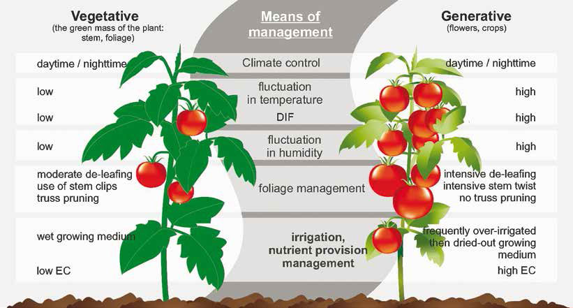 2.k%C3%A9p vegetative vs generative management - چگونه فیزیولوژی گیاه بر کارایی تأثیر می گذارد؟