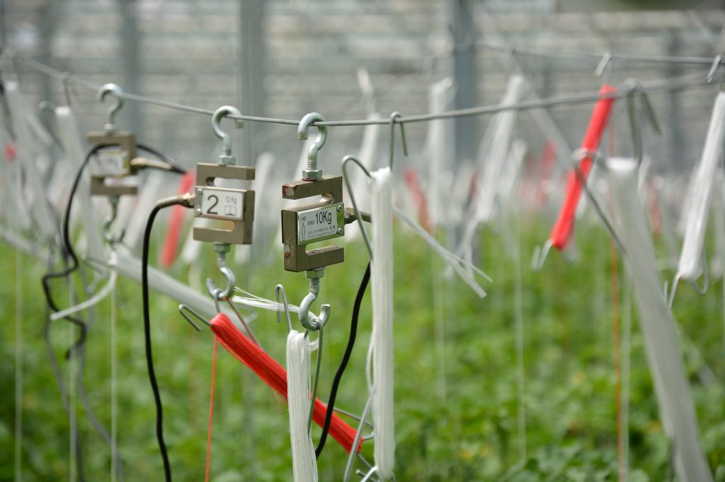 data sensors of Trutina in a tomato greenhouse