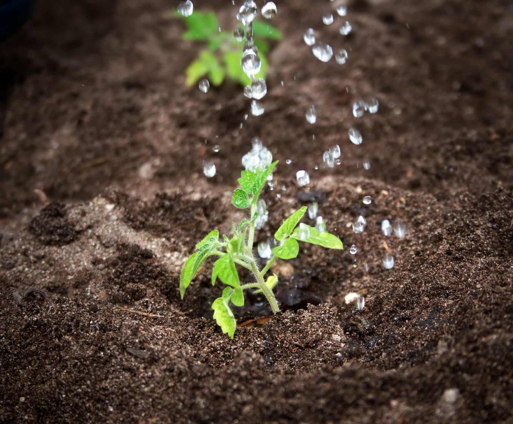 Automatic watering system - water drops falling on tomato seedling