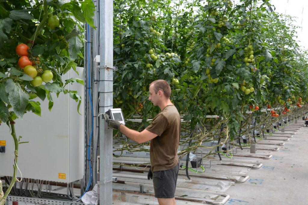 data collection of crop production at a tomato farm