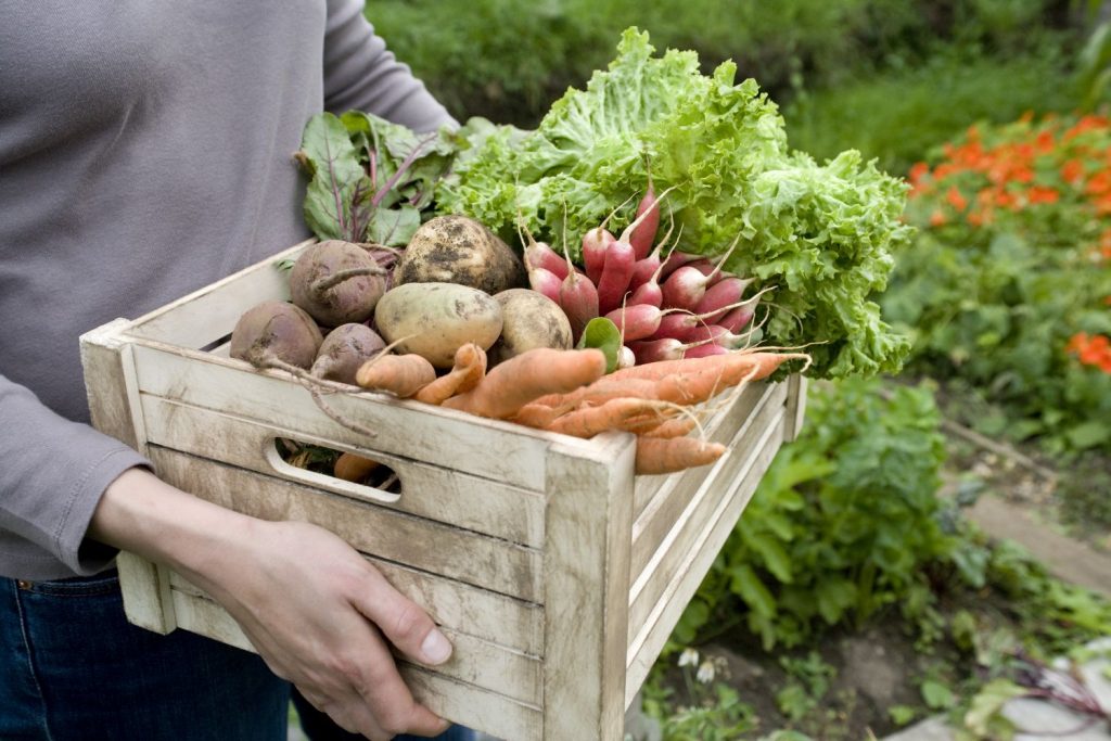 woman carrying box with vegetables 