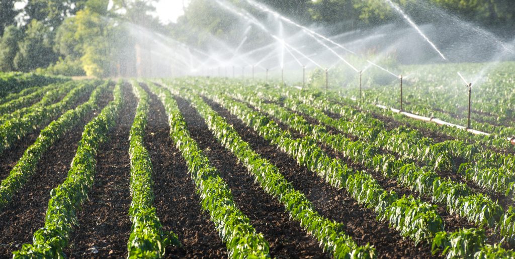Irrigation system on a vegetable farm - water sprinklers spraying water on plants