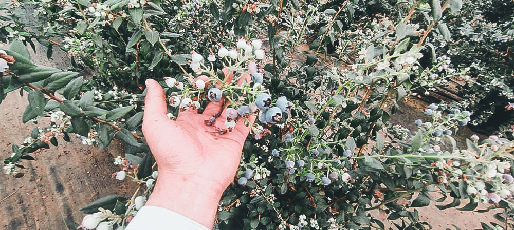 blueberry_crop