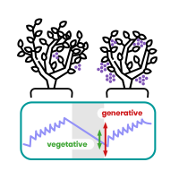 vegetative-generative