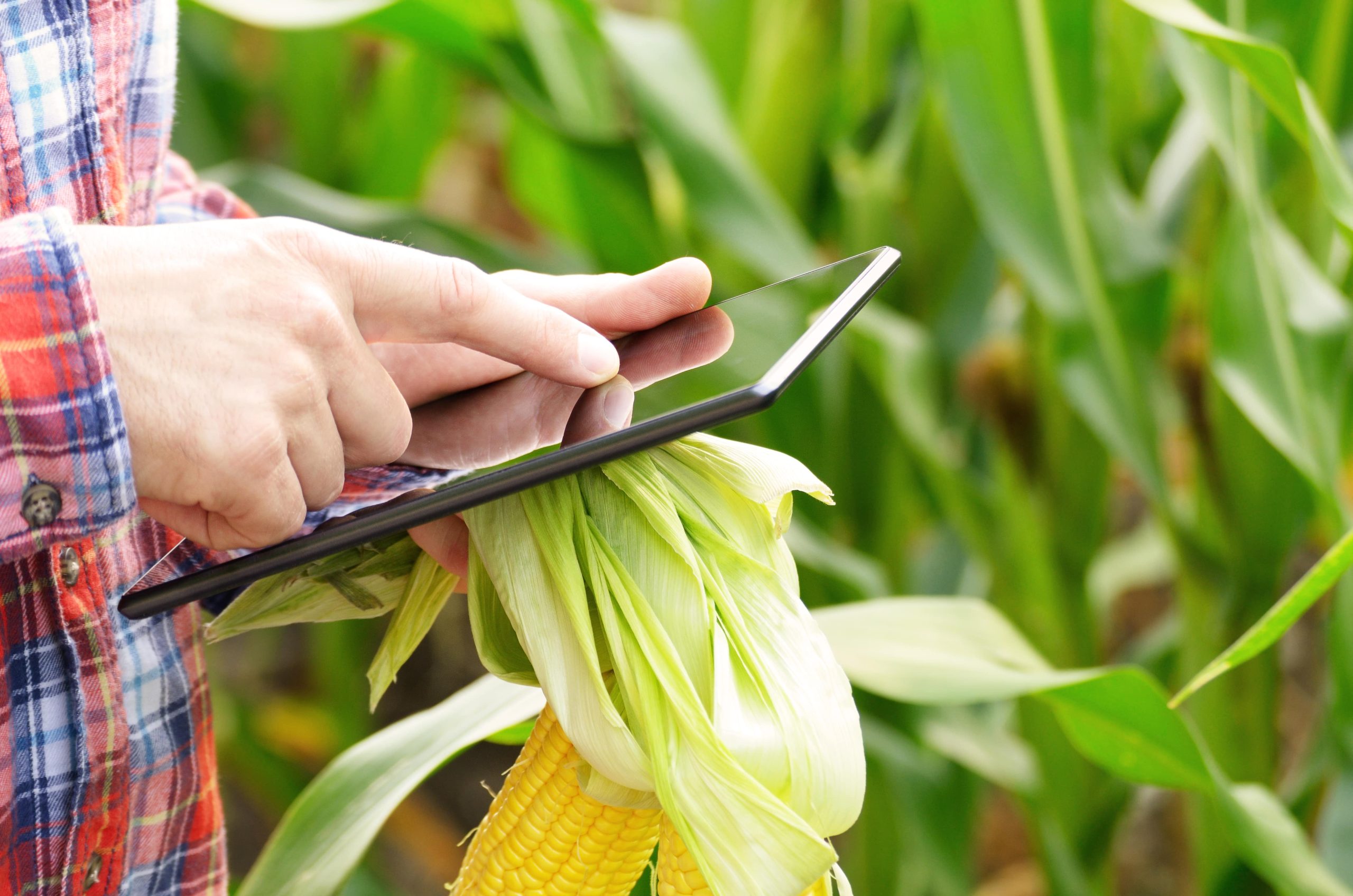 farmer-using-tablet-computer-for-inspecting-maize
